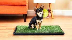 Jak naučit chihuahua na záchod: na pleně, v podnosu, venku